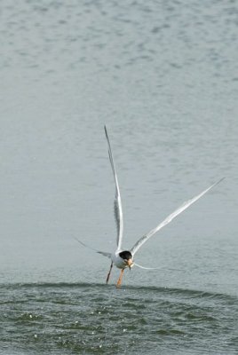 Royal Tern 9