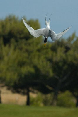 Royal Tern 5