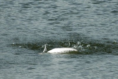 Royal Tern 6