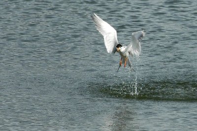 Royal Tern 8