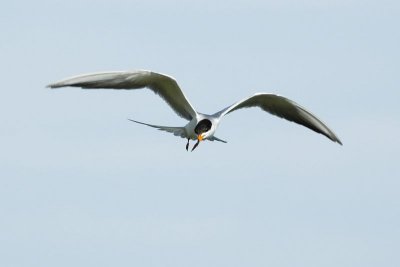 Royal Tern 2