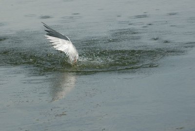 Royal Tern 7