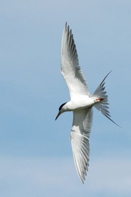 Royal Tern 1