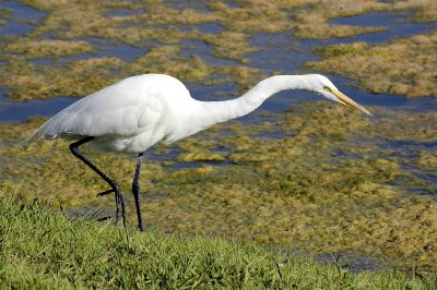 Great Egret 1