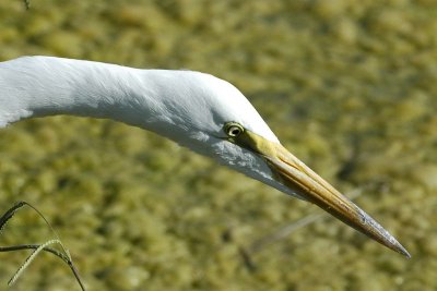 Great Egret 2