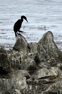 Dancing Cormorant