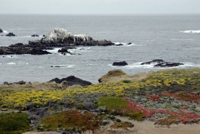 Sea Lion Trail