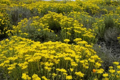 Yellow Flowers