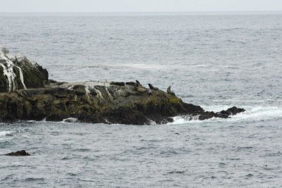 Sea Lions