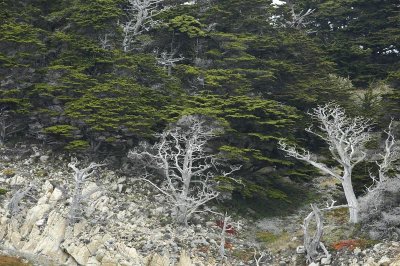 Coastal Trees 2