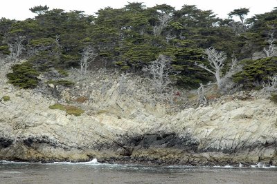 Coastal Trees 1