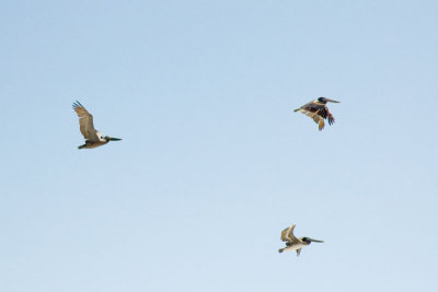 Pelicans
