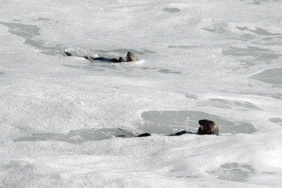 Seals