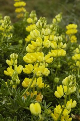 Yellow Flowers