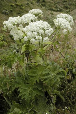 White Flowers