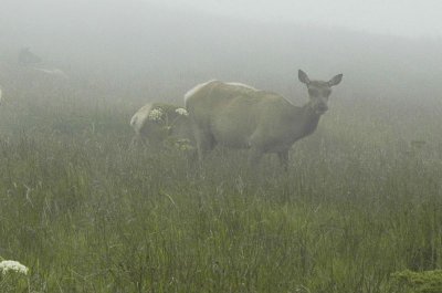 Elk 1