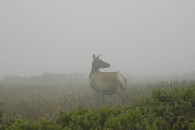 Elk 2