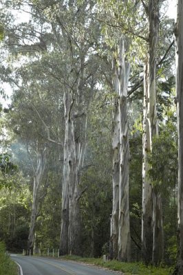 Eucalyptus Trees