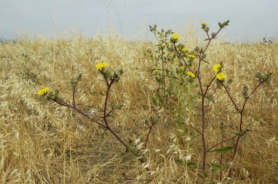 Dandelion