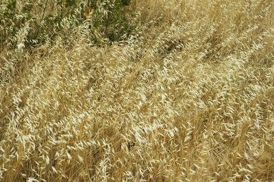 California Grass 2
