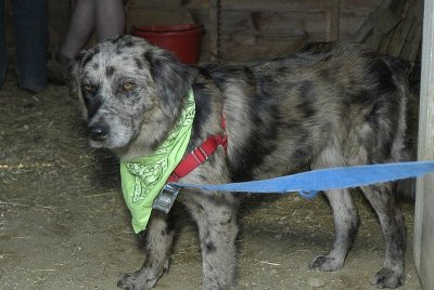 Lena the Hyena (not really)