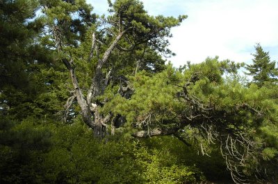 Morse Tree 1