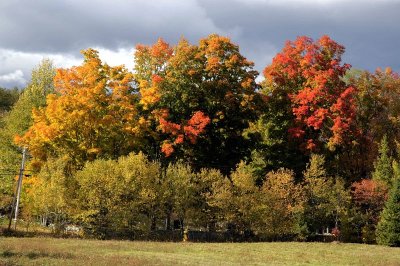 Fall Colors
