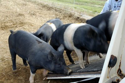 I heard there's apples in there