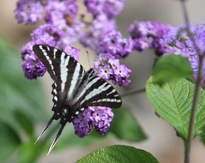 Zebra Swallowtail