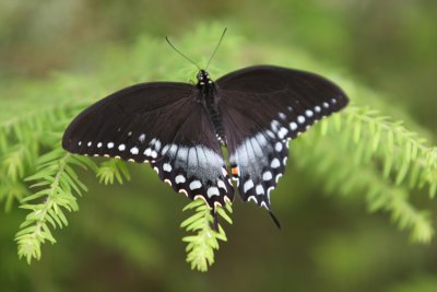 Spicebush Swallowtail