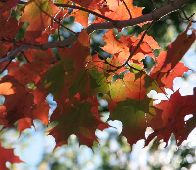 maple leaves in Battery Park