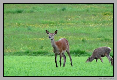 Hind & fawn