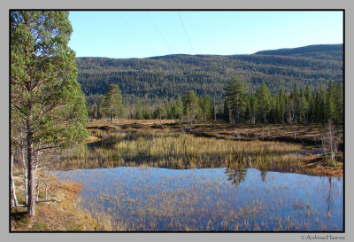 Elk hunting ground