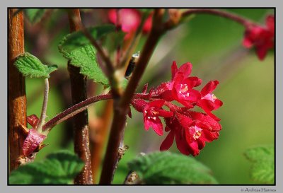 Blood currant