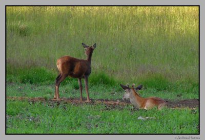 Deer, taking a rest