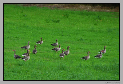 Greylag Goose