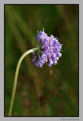 Blue scabious