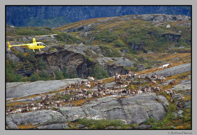 A chopper gather reindeer