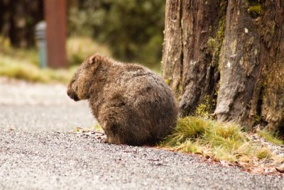 Wombat Contemplating