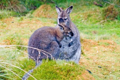 Wallabies Grooming 2