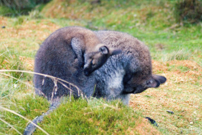Wallabies Grooming 1