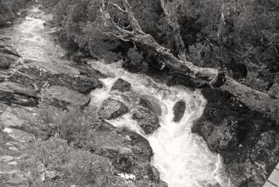 Pencil Pine River
