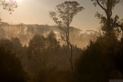 Mist Rising