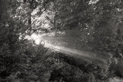 Morning Breaks Through