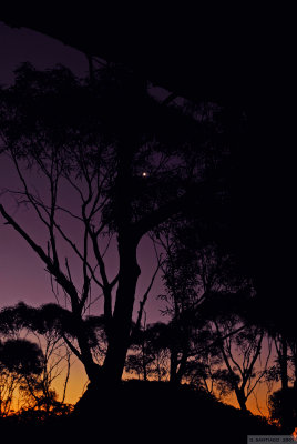 First Star I See Tonight