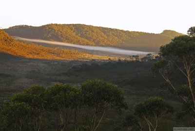 Early Morning Fog Bank