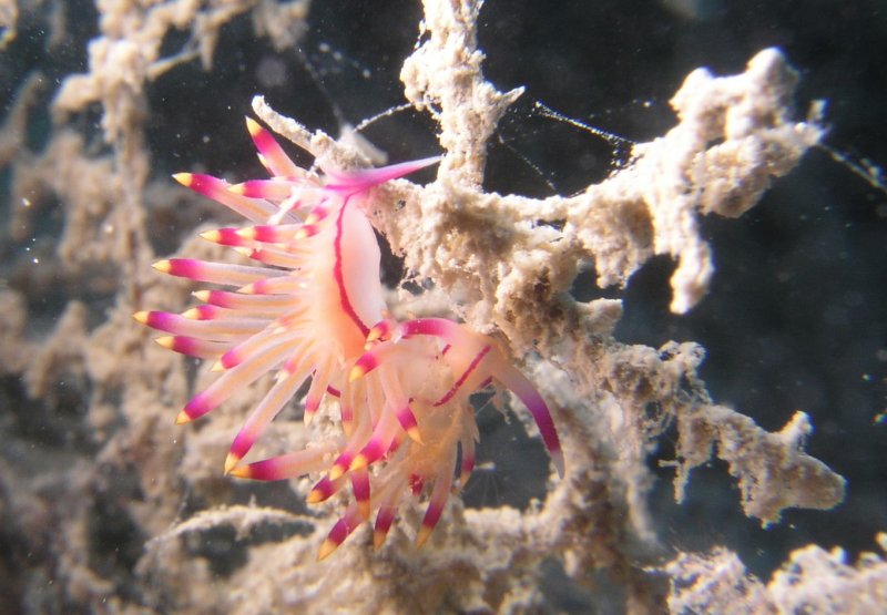 I havent been able to figure out what kind of nudibranch this is, although they are fairly common in these waters.