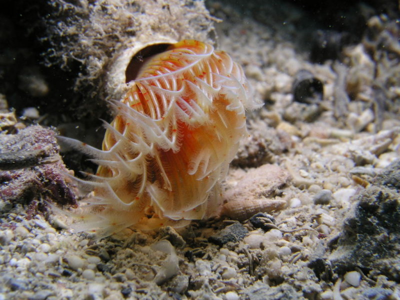 Tube worm