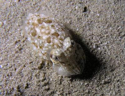 Juvenile cuttlefish