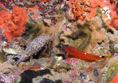 Triplefin blenny, Cyprus